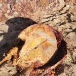 Tartaruga morta achada em Sibaúma RN