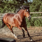 Horse running in the paddock on the sand in summer. Animals on the ranch.