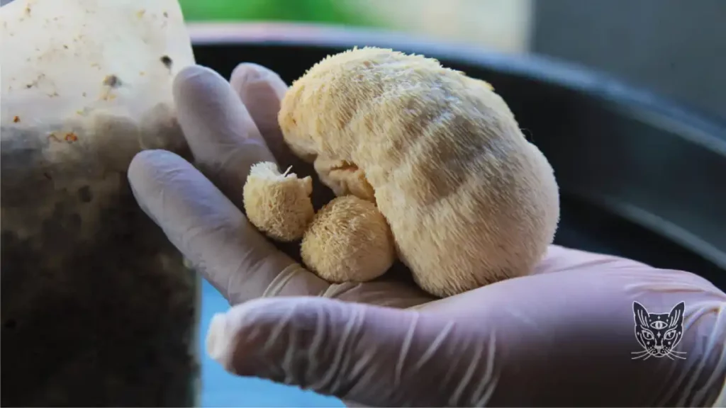 leshrooms