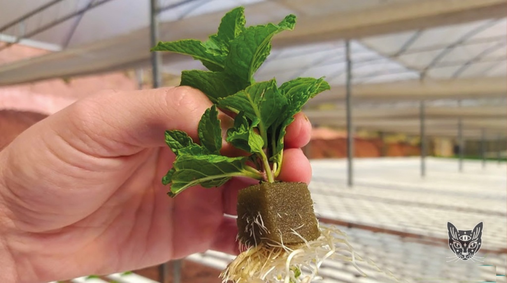 Agricultura indoor sustentaveel