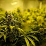 festival de cannabis em Natal