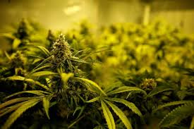 festival de cannabis em Natal