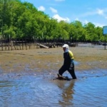 Produção de ostras no Litoral Potiguar foto reprodução