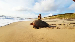 tartaruga-de-pente foto divulgação