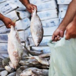 distribuição de peixe