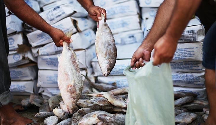 distribuição de peixe