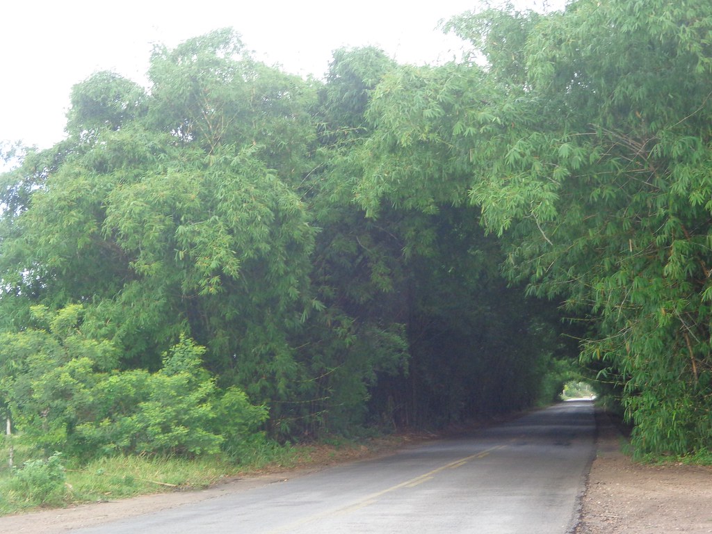 Piquiri Canguaretama