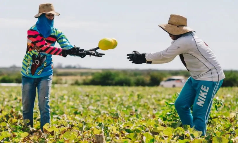 Trabalhadores no agro do RN foto divulgação