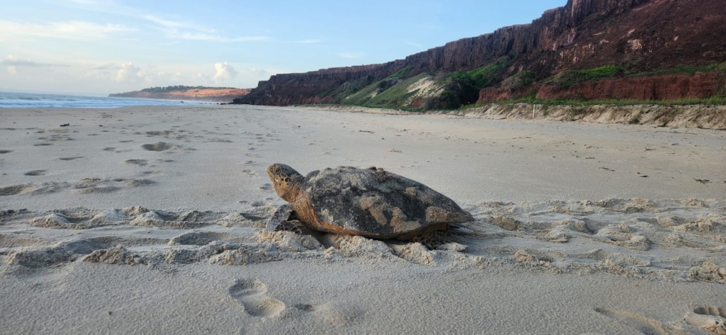 ação projeto Tamar na praia da Pipa