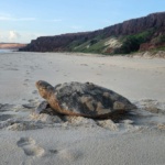 ação projeto Tamar na praia da Pipa