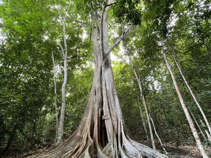 arvore centenária
