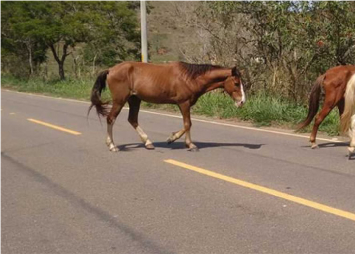 cavalos na pista