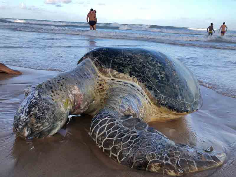 tartaruga encontrada morta foto reprodução