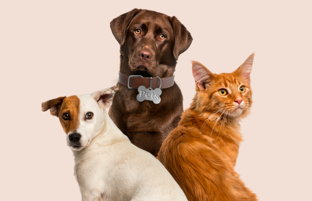 evento pet na Praia da Pipa