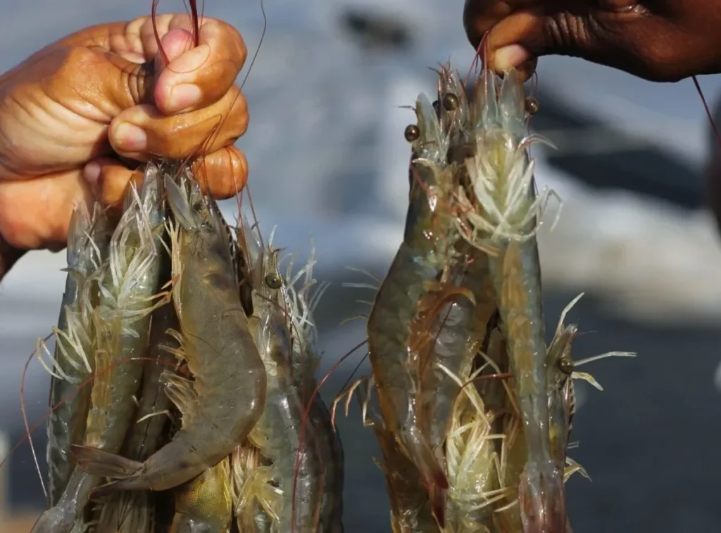 Camarao do RN foto reprodução