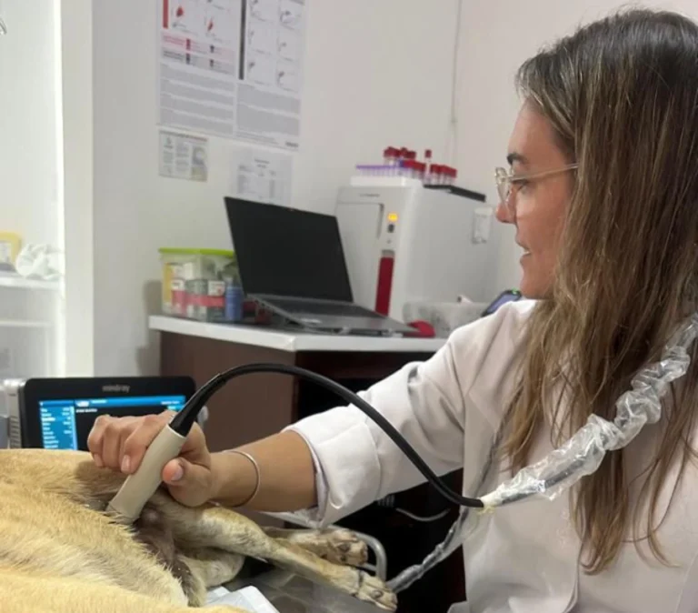 cachorra realizando ultrason