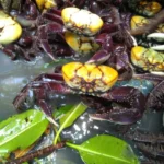 Caranhguejo Acu foto Mariana Veiga