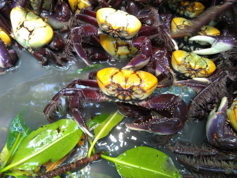 Caranhguejo Acu foto Mariana Veiga