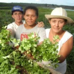 Ação estratégica de Assistência Técnica e Extensão Rural (ATER) vai atender 430 mulheres algodoeiras e produtoras de alimentos do RN Foto FAO Reprodução