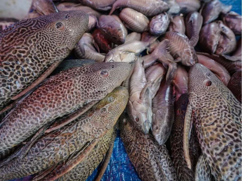 Sesap emite alerta sobre risco de intoxicacao por ciguatera no litoral do RN