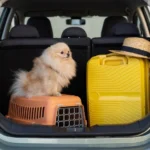 pet na mala de viagem