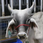 27ª Exponovos movimenta a região do Seridó neste fim de semana Foto Vivi Nobre