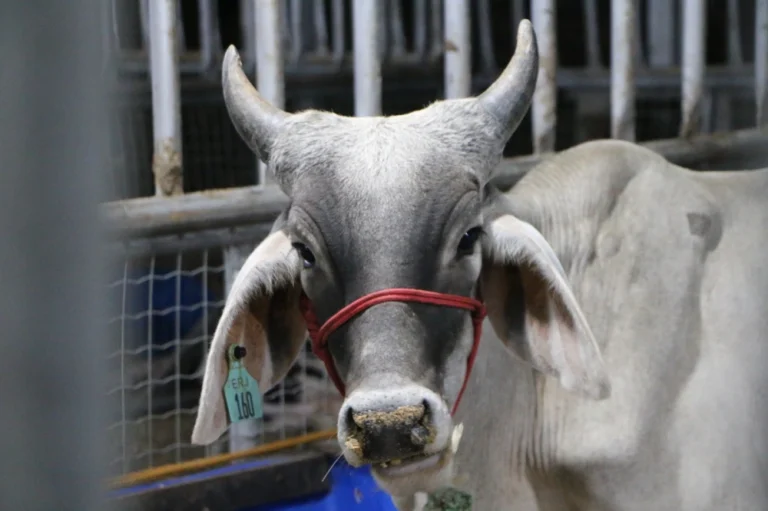 27ª Exponovos movimenta a região do Seridó neste fim de semana Foto Vivi Nobre