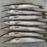 Bicuda (Barracuda)