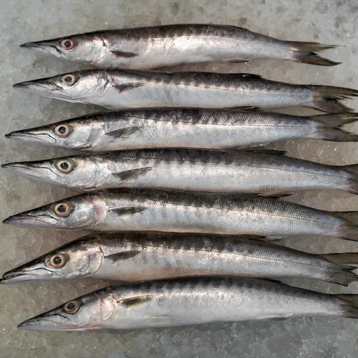 Bicuda (Barracuda)