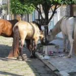cavalo solto na rua