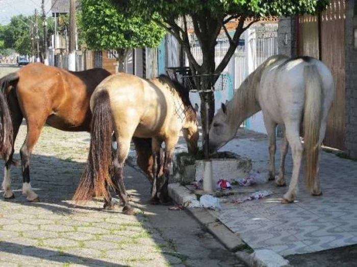 cavalo solto na rua