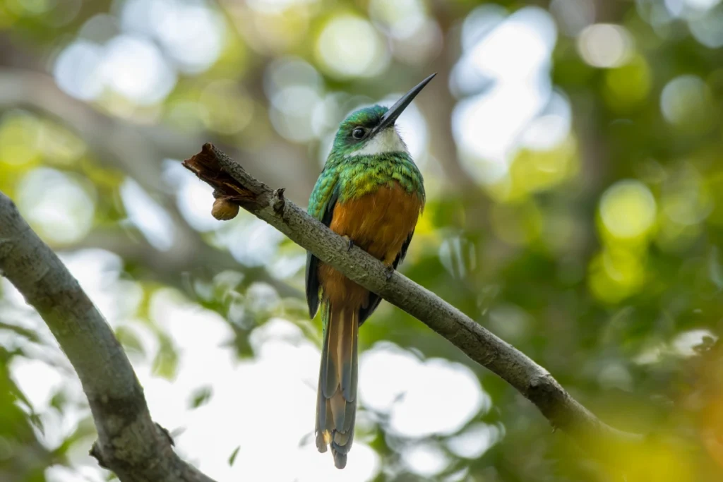 Ariramba-de-cauda-ruiva ( Galbula ruficauda ) foto Vinicius Thawaan