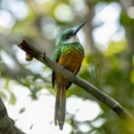 Ariramba-de-cauda-ruiva ( Galbula ruficauda ) foto Vinicius Thawaan