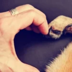 ajuda animais